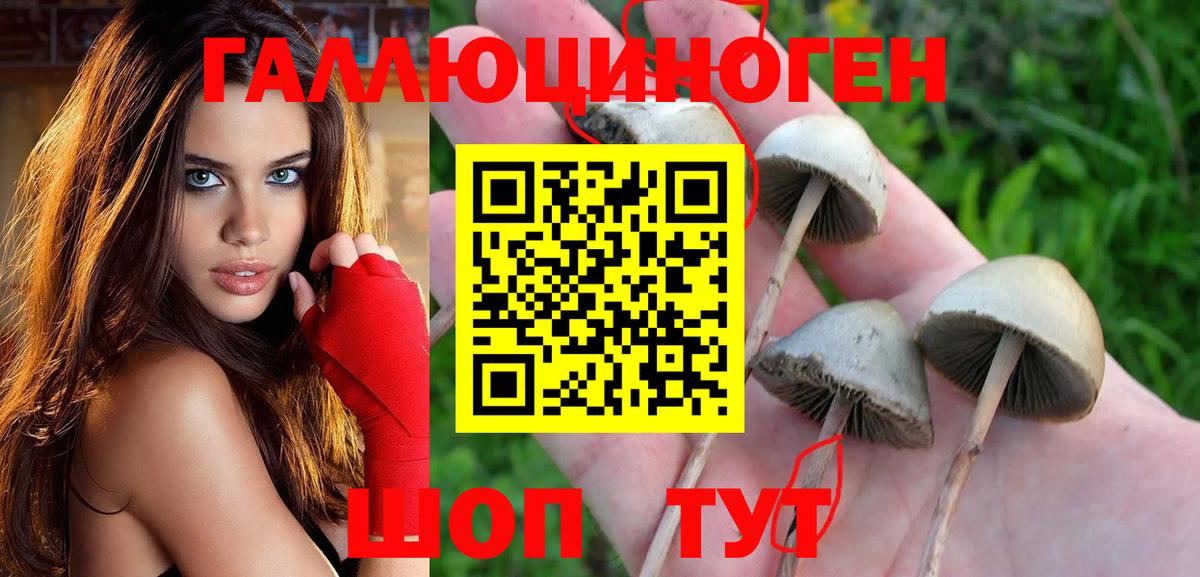 Псилоцибиновые грибы Cubensis Кандалакша